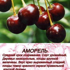 Саженцы Вишня Аморель