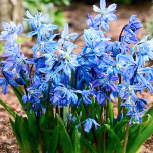 Саженцы Комплект 5шт / Пролеска сибирская (Scilla siberica..