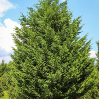 Кипарисовик Лейланда от 150 см