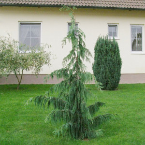 Саженцы Кипарисовик Нутканский (сеянец 10-25 см)