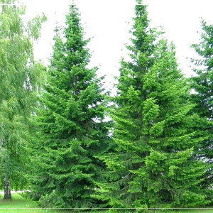 Саженцы Лиственница Сибирская (саженец 20-50 см)
