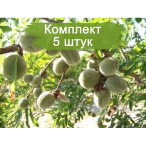 Комплект 5шт / Миндаль Виктория