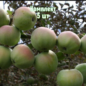 Саженцы Комплект 5шт / Яблоня Апрельское