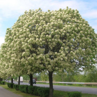 Комплект 5шт / Ясень Белый (60..